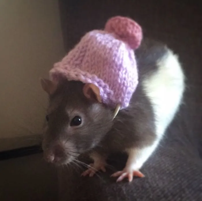 202 Adorable Rat Pics Proving That They Can Be The Cutest Pets Ever