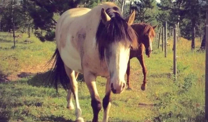 90 Of The Funniest Animal Photobombs Ever