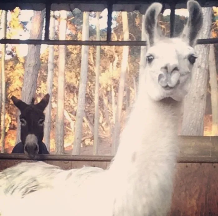 90 Of The Funniest Animal Photobombs Ever