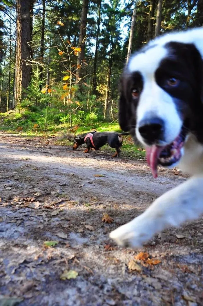 90 Of The Funniest Animal Photobombs Ever