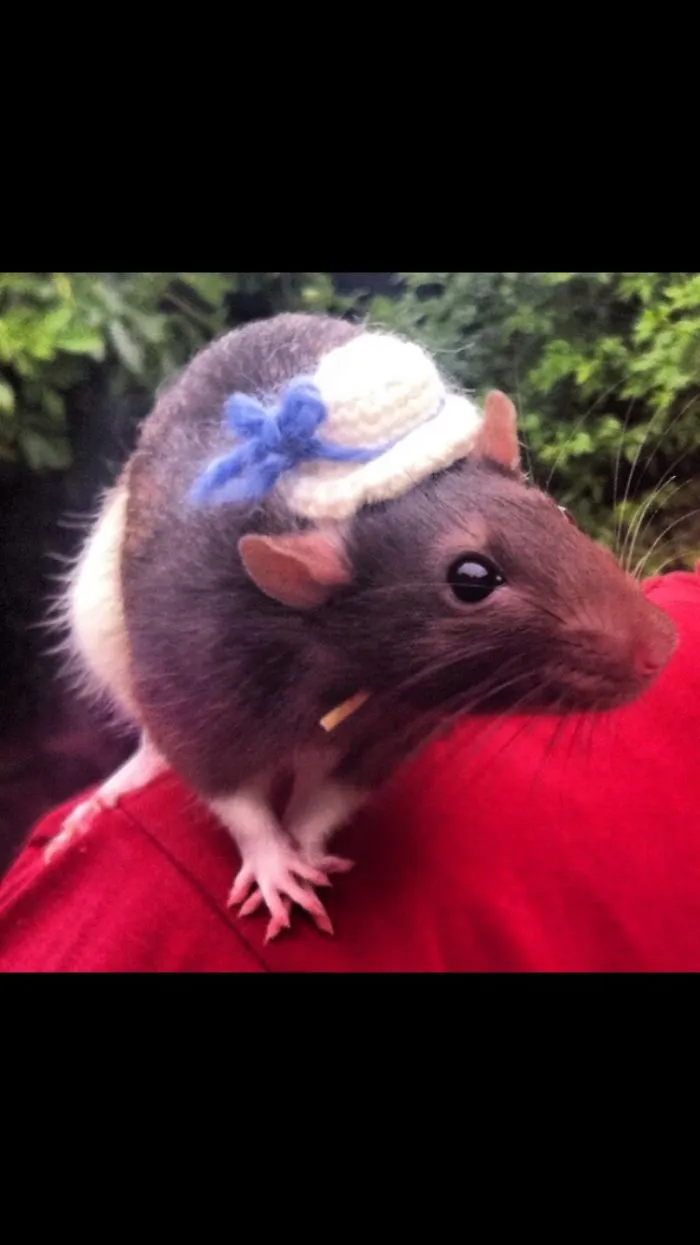 202 Adorable Rat Pics Proving That They Can Be The Cutest Pets Ever