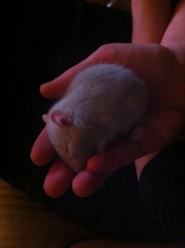 202 Adorable Rat Pics Proving That They Can Be The Cutest Pets Ever