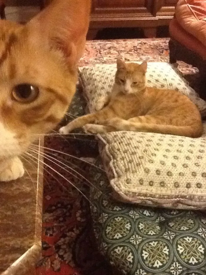 90 Of The Funniest Animal Photobombs Ever