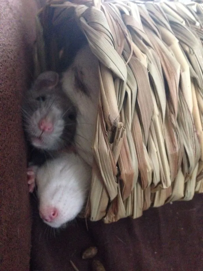 202 Adorable Rat Pics Proving That They Can Be The Cutest Pets Ever