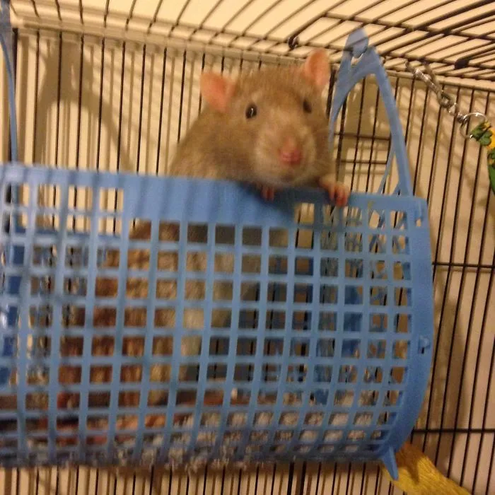 202 Adorable Rat Pics Proving That They Can Be The Cutest Pets Ever