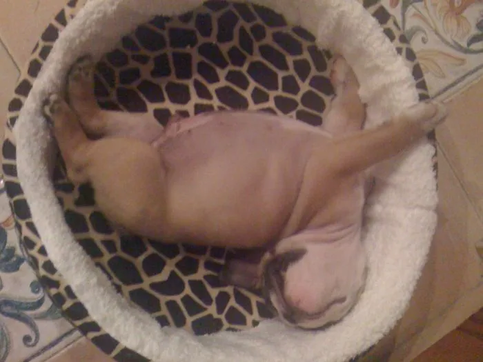 111 Beautiful Bulldog Puppies That Will Melt Your Heart