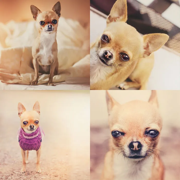 Meet Chloe, My Super Sweet Mini Chihuahua.