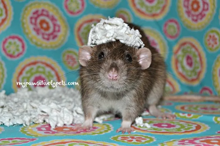 202 Adorable Rat Pics Proving That They Can Be The Cutest Pets Ever
