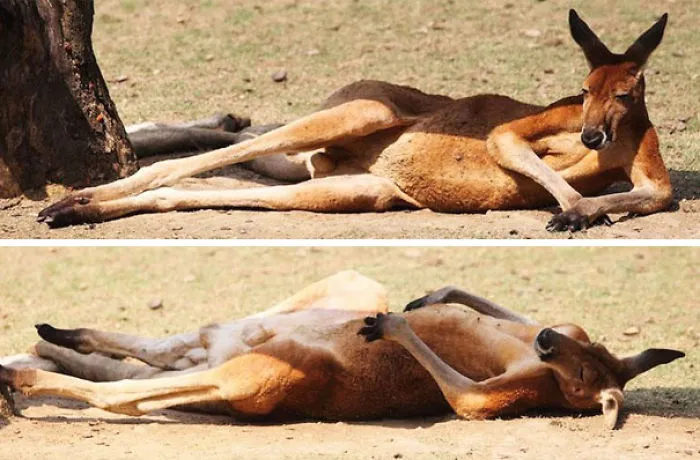50 Animals That Love Warmth More Than Anything