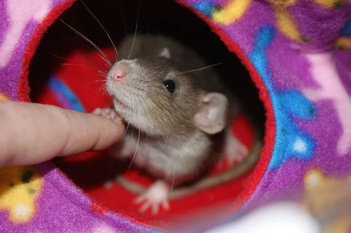 202 Adorable Rat Pics Proving That They Can Be The Cutest Pets Ever