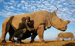 Rangers Protect The Last Remaining Male Northern White Rhino In The World