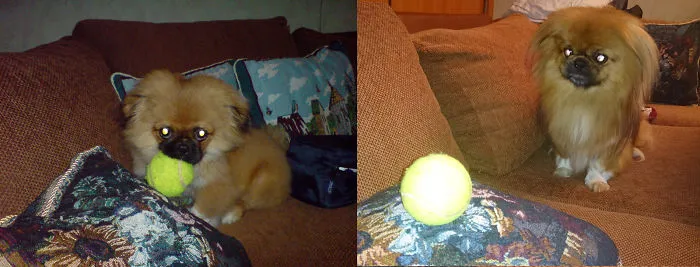 Leo: 5 Months - 5 Years