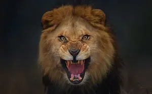 Photographer Shoots Angry Lion Photo Moments Before It Jumped At Him To Attack