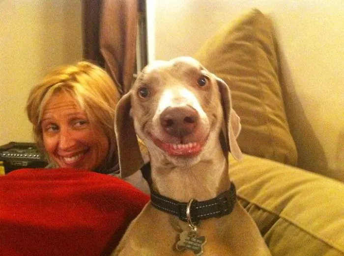 Like Owner Like Dog