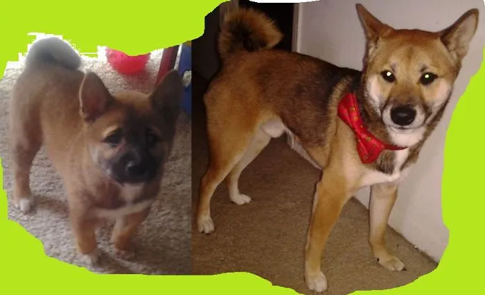 Loki The Shiba Inu