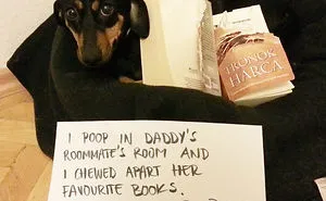 78 Asshole Dogs Being Shamed For Their Crimes