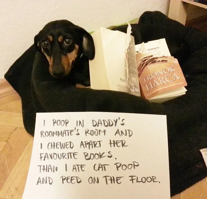Mimi And The Death Of My Books