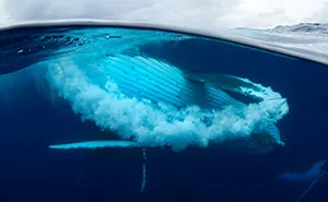 Swimming With Gentle Giants
