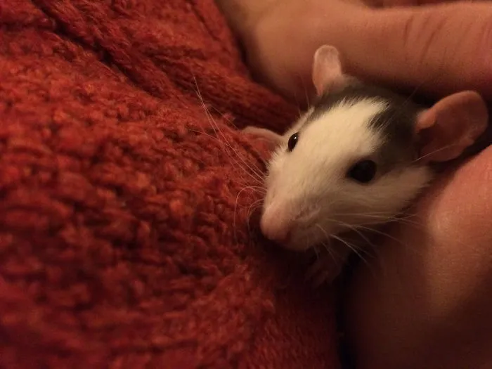 202 Adorable Rat Pics Proving That They Can Be The Cutest Pets Ever