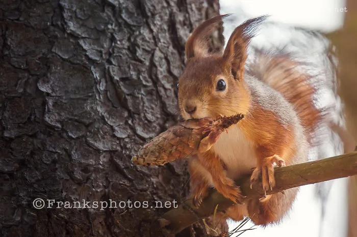 Squirrels Of The Year