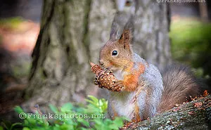 Squirrels Of The Year