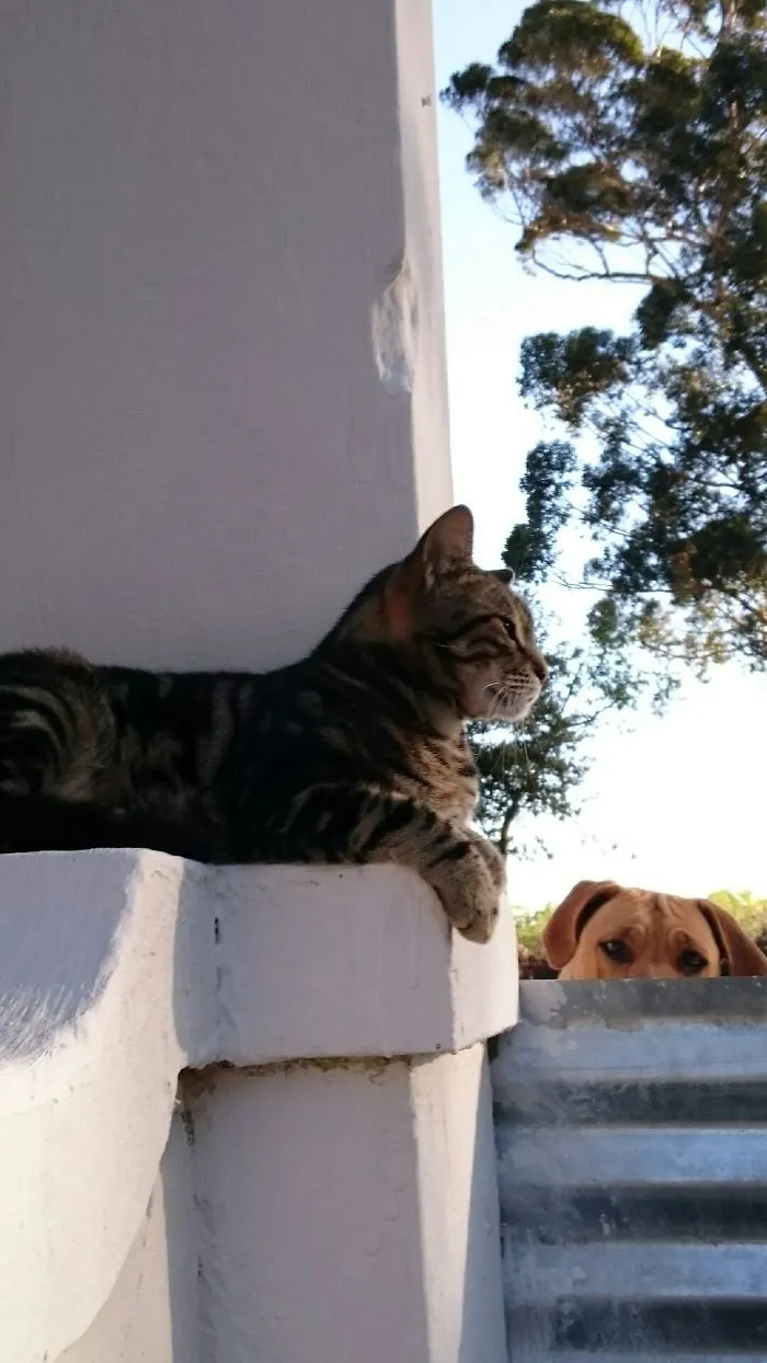 90 Of The Funniest Animal Photobombs Ever