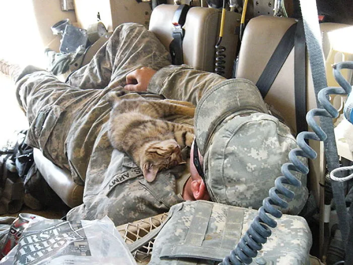 Stray Kitten Sleeping On My Buddy, Afghanistan 2009