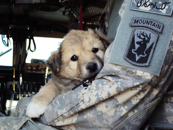 My Little Buddy Over Seas