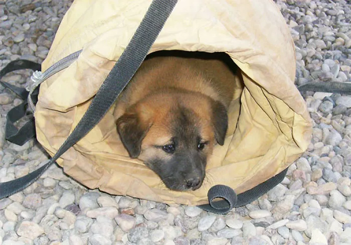 One Of Our Adopted Puppies Used To Hide Anywhere He Could To Stay Out Of The Heat