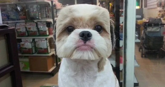 Taiwanese Give Dogs Perfectly Square Or Round Haircuts In Latest Trend