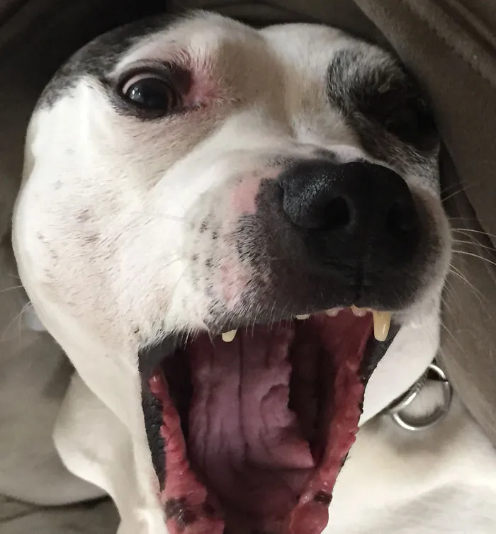 91 Astonished Animals Who Are Freaked Out By What's Happening