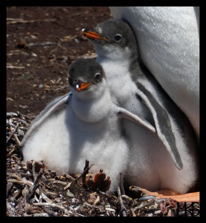 Do You Like Penguins?