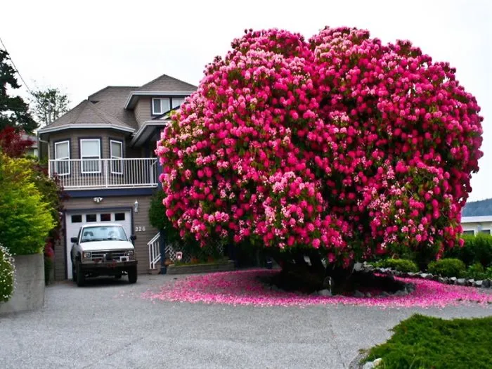 Most Wonderful Trees In The World