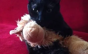 73 Before-And-After Photos Of Pets Growing Up With Their Toys