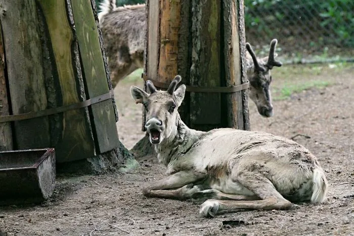 91 Astonished Animals Who Are Freaked Out By What's Happening