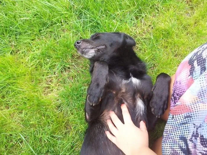 My Beauty Homeless Dog, Arpalette