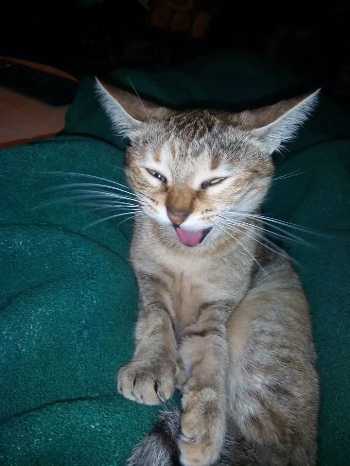 91 Astonished Animals Who Are Freaked Out By What's Happening