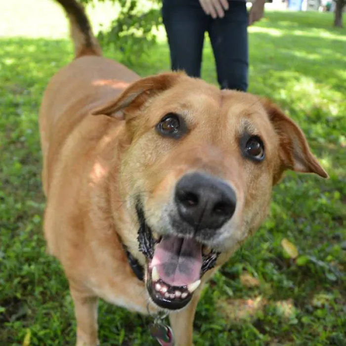 Blissful Photos Of Rescue Animals With Their New Owners