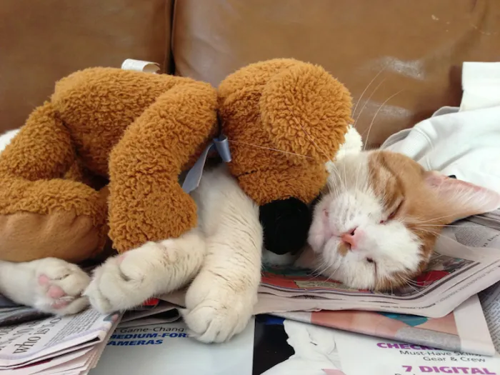 Teddy