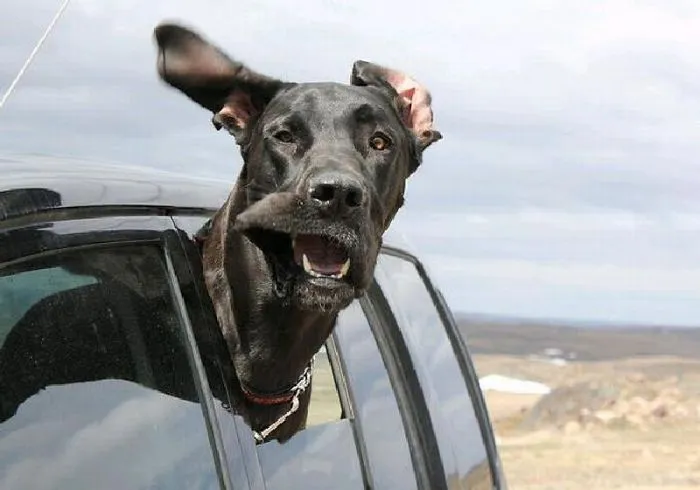 Dog Enjoying The Wind