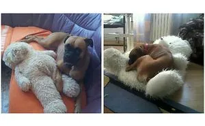73 Before-And-After Photos Of Pets Growing Up With Their Toys