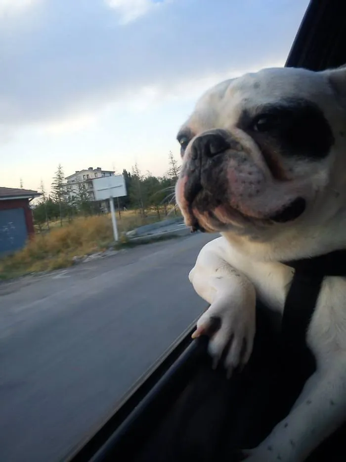 Cool Bulldog Riding Back To Home :)