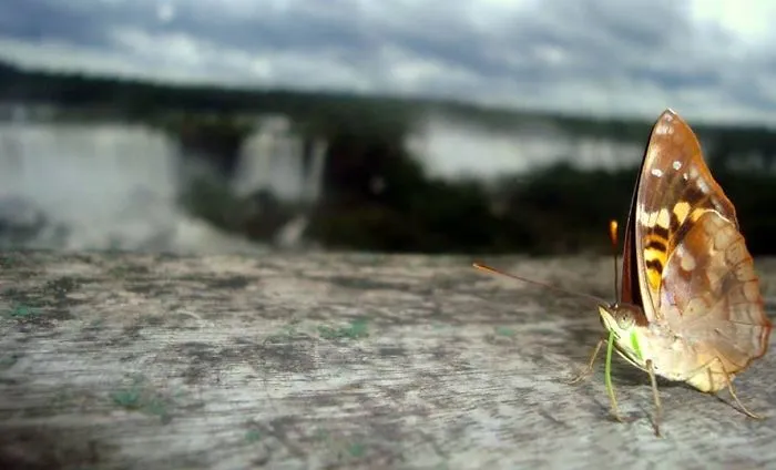 Butterfly resting on a weathered wooden surface with blurred natural landscape in the background.