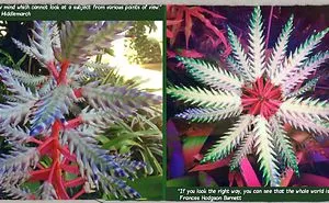 116 Photos Of Geometrical Plants For Symmetry Lovers