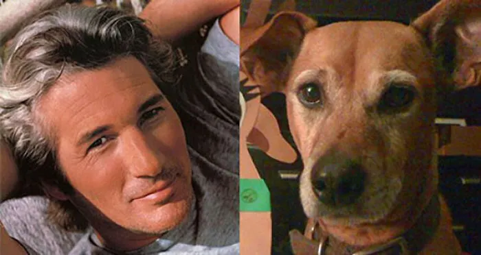I Thought I Was The Only One To Notice My Dog Looked Like Richard Gere.