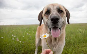 Second Chance Animal Refuge Society