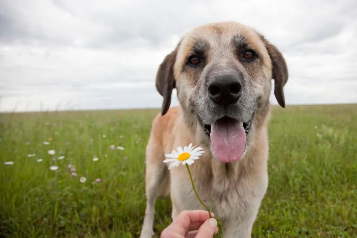 Second Chance Animal Refuge Society