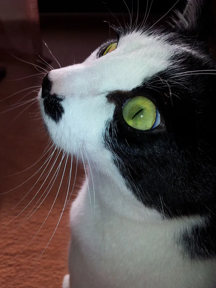 91 Astonished Animals Who Are Freaked Out By What's Happening