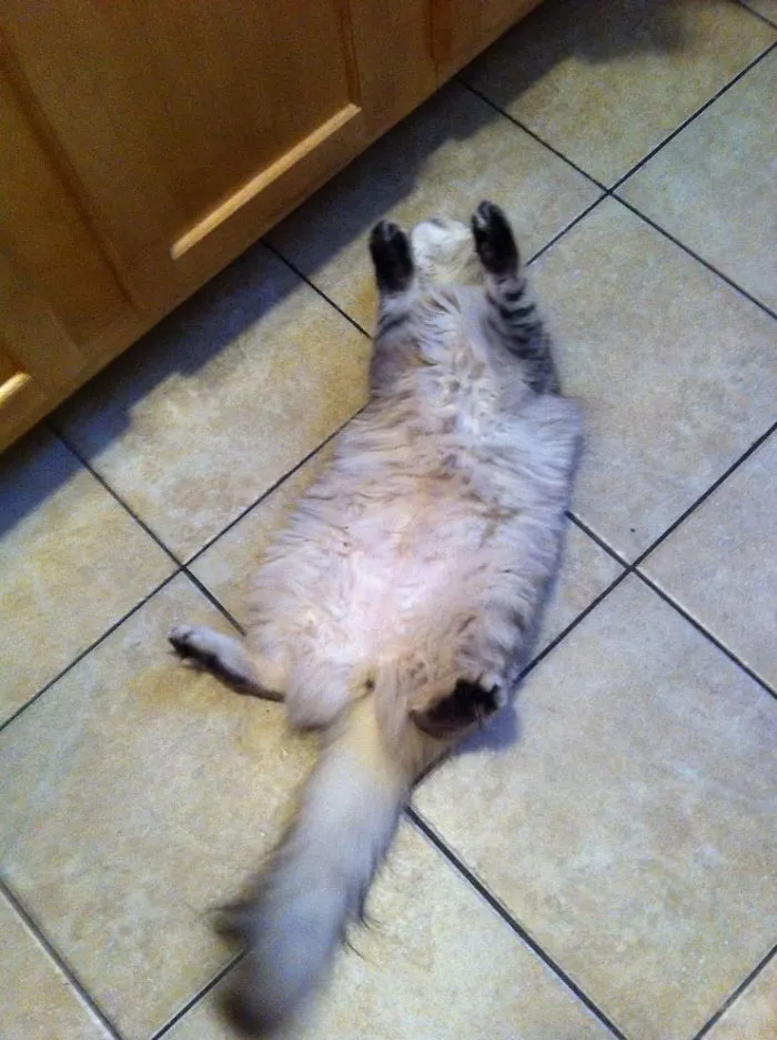 It's Monday! Pet Me!