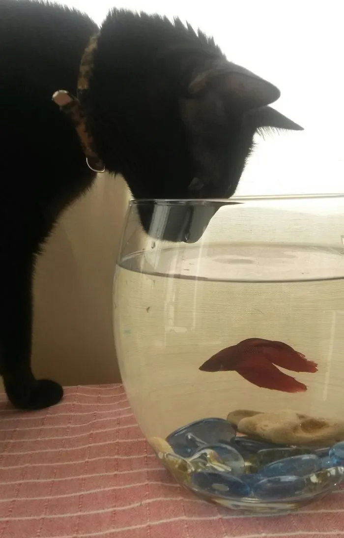 Toby With Mr Arthur